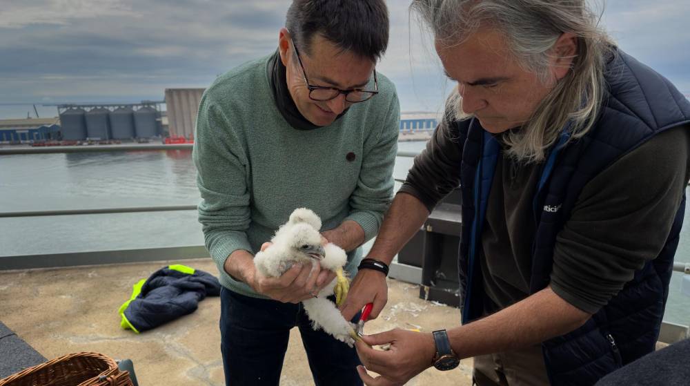 Nacen polluelos de halcón peregrino en el Puerto de Tarragona por segundo año consecutivo