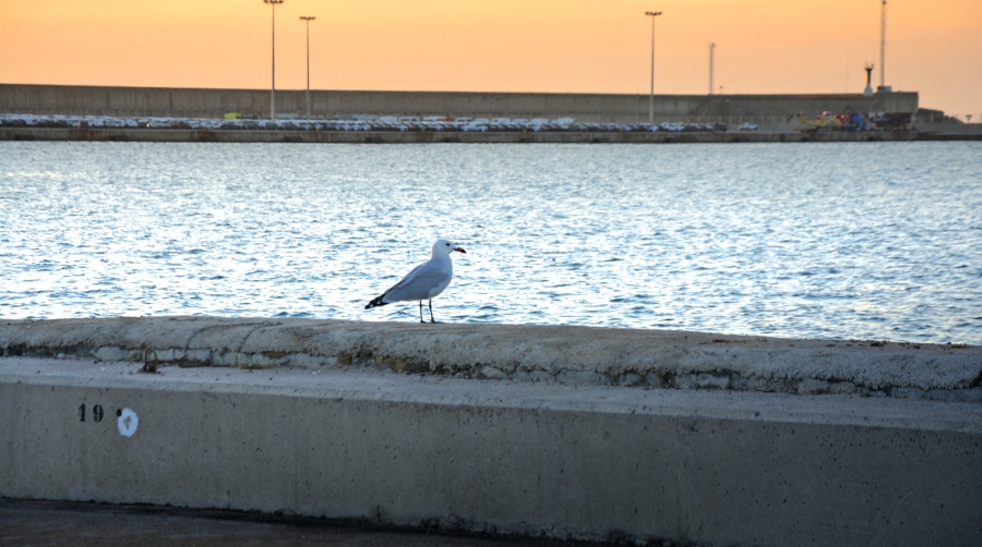 La renovación del sello PERS afianza el camino de Valenciaport hacia las cero emisiones en 2030 La renovación del sello PERS afianza el camino de Valenciaport hacia las cero emisiones en 2030