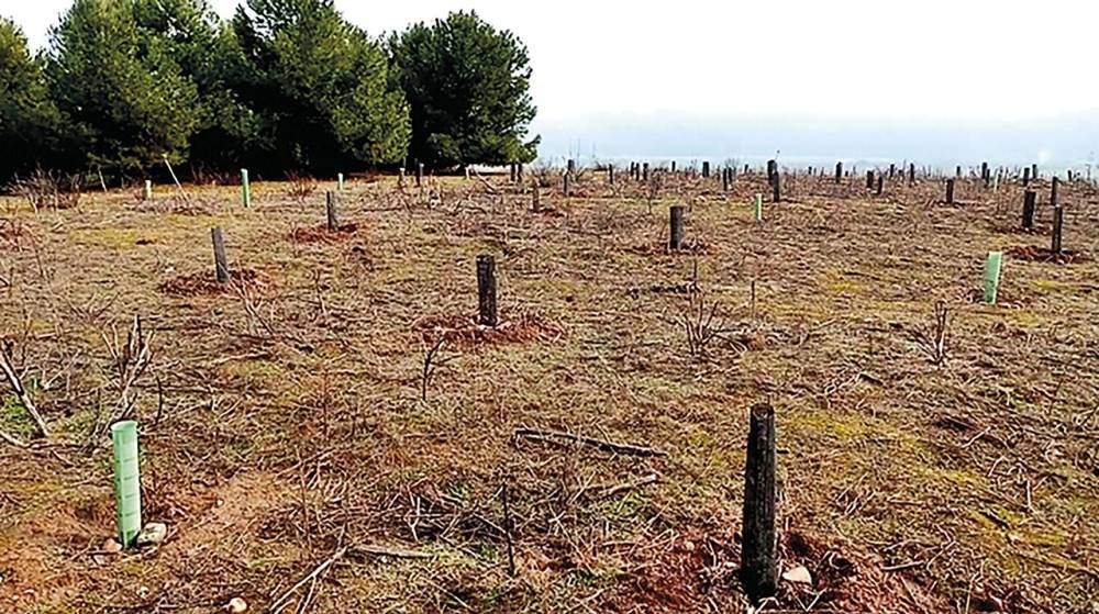 Lamaignere inaugura su Green Plan 2024 plantando los primeros 100 árboles en la Comunidad de Madrid