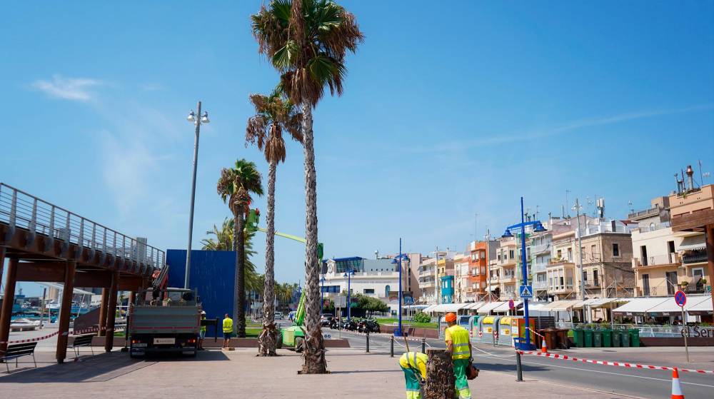 Port Tarragona retira 11 palmeras del barrio de El Serrallo por seguridad
