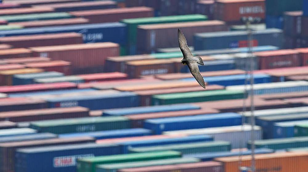 Port de Barcelona celebra los 20 años del retorno de los halcones