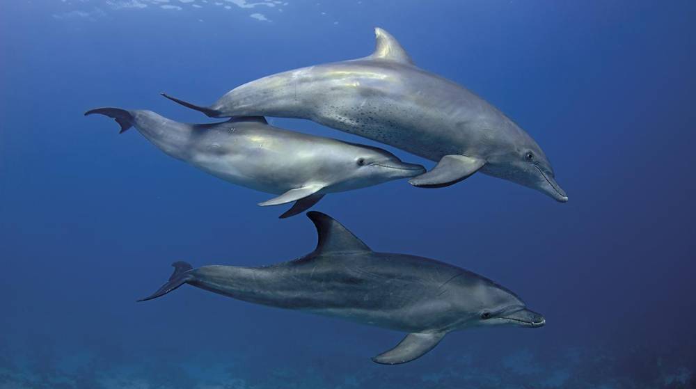 Asocelpa constituye Friends of Ocean para ayudar a proteger los océanos