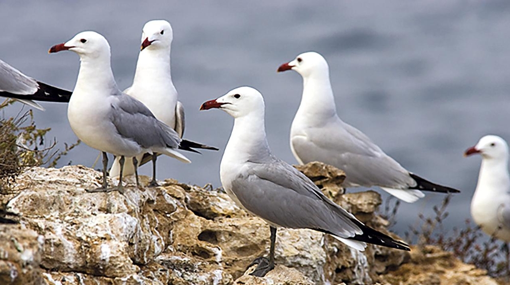 Port Tarragona detecta el aumento del 50% de nidos de la gaviota de Audouin