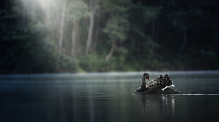 Un cisne negro entre contenedores
