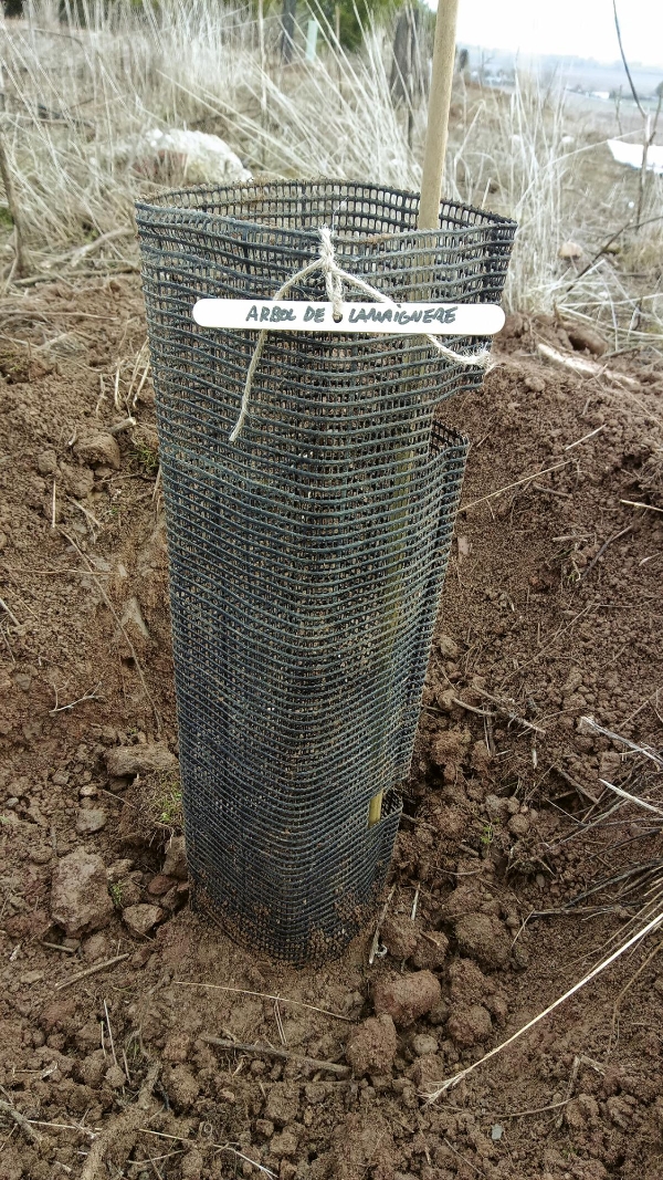 $!Esta primera plantación de Lamignere se ha llevado a cabo en el municipio de Meco, perteneciente a la Comunidad de Madrid.