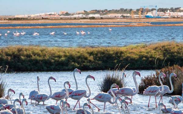 $!El Puerto de Huelva analizará los retos de la sostenibilidad en el sector marítimo-portuario
