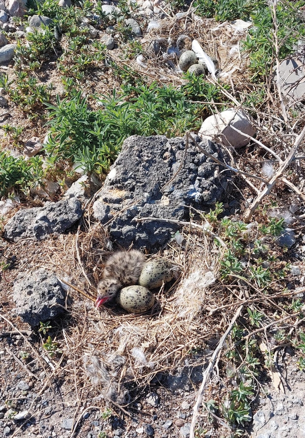 $!Port Tarragona trabaja para desarrollar su compromiso medioambiental y de sostenibilidad cumpliendo diferentes tareas ambientales para intentar favorecer la nidificación de estas aves.