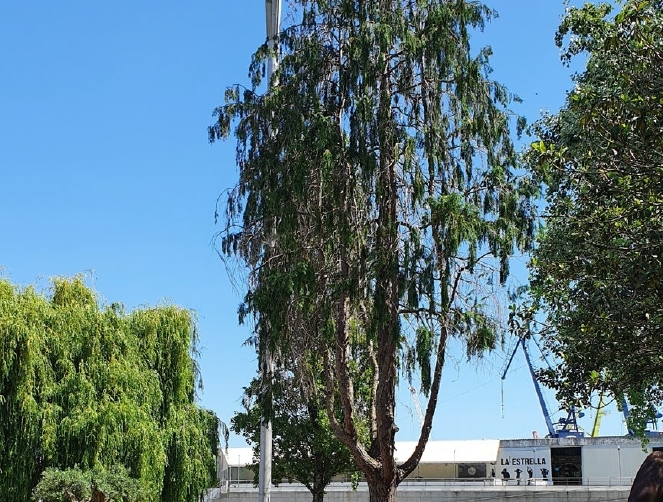 La AP de Vigo act&uacute;a sobre el arbolado en mal estado para evitar accidentes