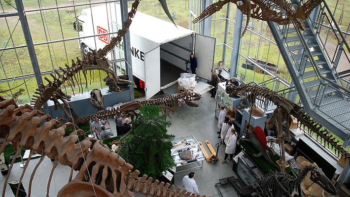DB Schenker traslada un esqueleto de dinosaurio de m&aacute;s de 150 millones de a&ntilde;os