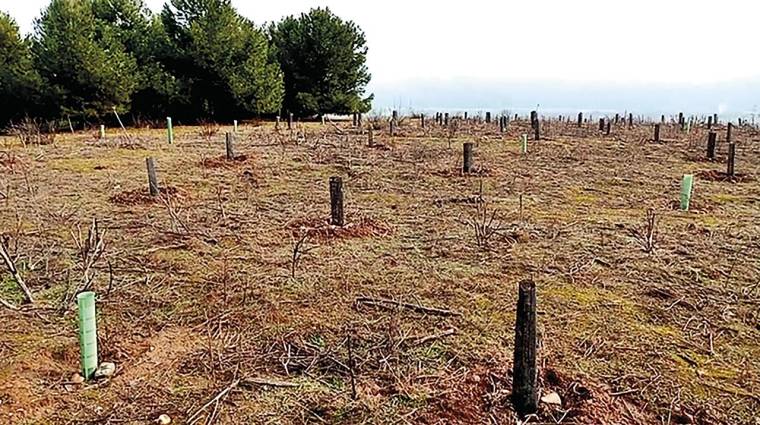 A comienzos de este año 2023, Lamaignere ha realizado la plantación de los primeros 100 árboles en colaboración con Reforesta.