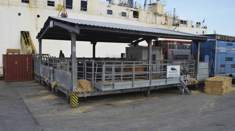En el primer trimestre se han embarcado por los muelles cartageneros 135.000 cabezas de ganado.
