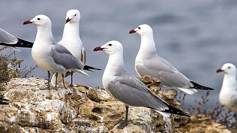 El recinto portuario es uno de los espacios que elige la gaviota de Audouin para anidar.