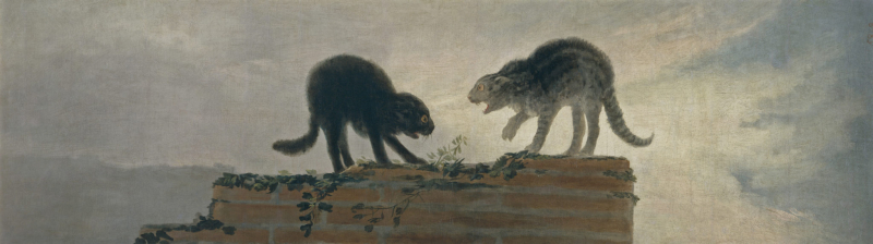El gato gris