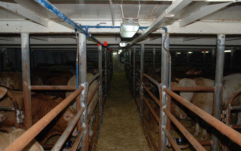 El Puerto de Tarragona abrir&aacute; nuevos mercados para la exportaci&oacute;n de ganado vivo