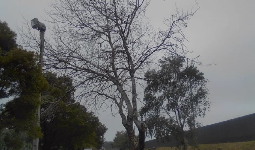 El Puerto de Vigo contin&uacute;a evaluando el estado del arbolado en mal estado