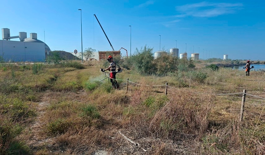 La Generalitat colabora con la AP de Castellón en la conservación de una especie de flora autóctona en peligro de extinción