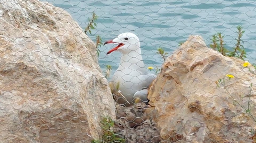 La gaviota de Audouin aumenta un 80% su presencia en el Port de Tarragona