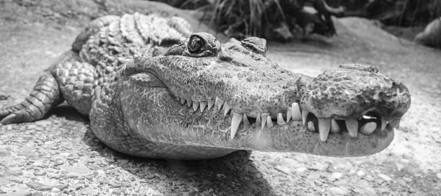 Cocodrilos y nutrias