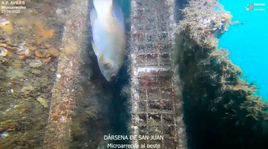 El Puerto de Avilés confirma con microarrecifes la regeneración ambiental de la ría