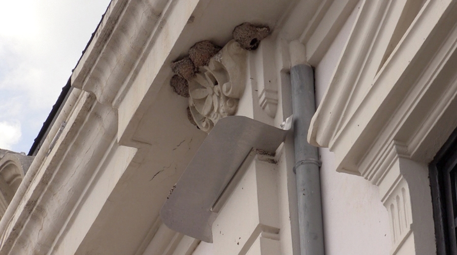 Valenciaport protege los nidos de golondrinas del Edificio del Reloj