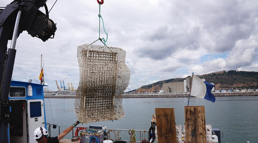 La Fundación BCN Port Innovation impulsa un proyecto de regeneración de la biodiversidad marina