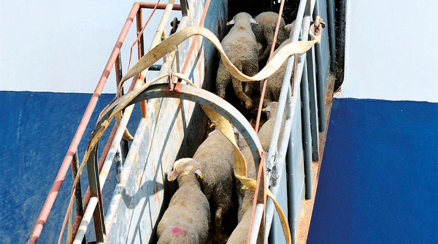 Autorizado para la carga de animales vivos