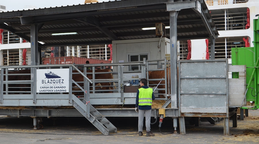 El tr&aacute;fico de ganado vivo crece un 87% en el Puerto de Cartagena hasta junio