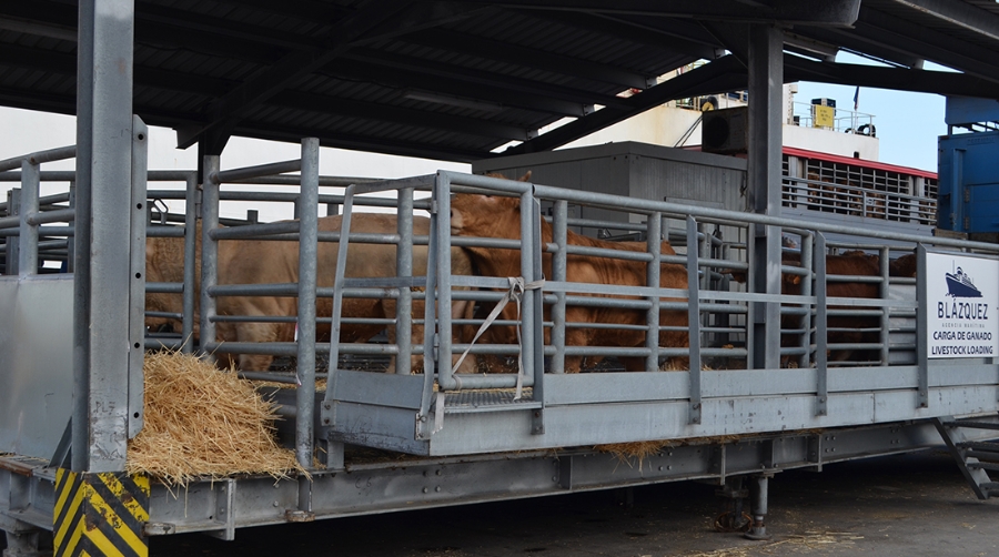 El tr&aacute;fico de ganado vivo crece un 87% en el Puerto de Cartagena hasta junio