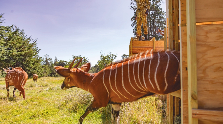 Los envíos abarcan desde 17 antílopes, un babuino rescatado y 37 toneladas de arte, hasta un casco firmado por Michael Schumacher.