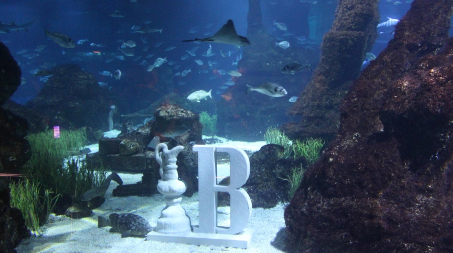 La presentación del proyecto se ha realizado en el Aquarium de Barcelona, donde se ha exhibido una reproducción del trofeo de la Copa América junto con la icónica “B” de Barcelona. Foto M.V.