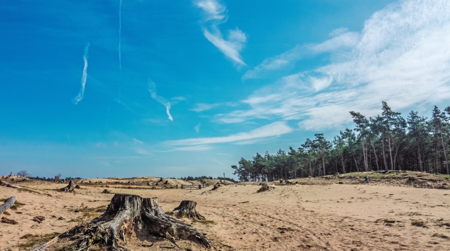 SEIS claves para entender el impacto de la norma contra la deforestación en el comercio de la UE