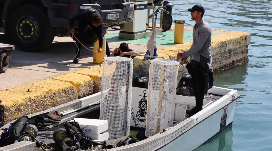 El puerto de Palma estrena un sistema de biofiltrado de aguas con mejillones