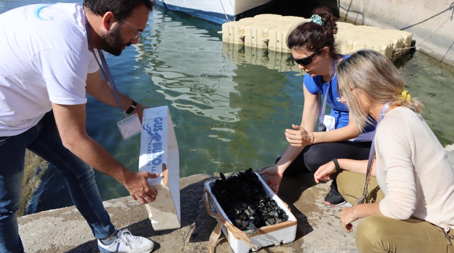 El puerto de Palma estrena un sistema de biofiltrado de aguas con mejillones