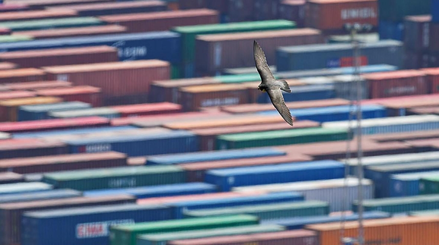 Port de Barcelona celebra los 20 años del retorno de los halcones