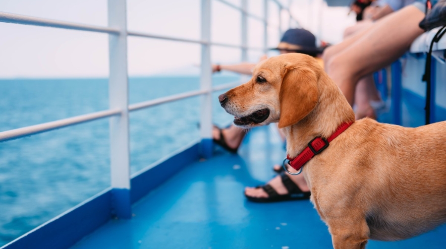 Trasmed adapta sus servicios a bordo y logra la certificaci&oacute;n FAADA pet friendly