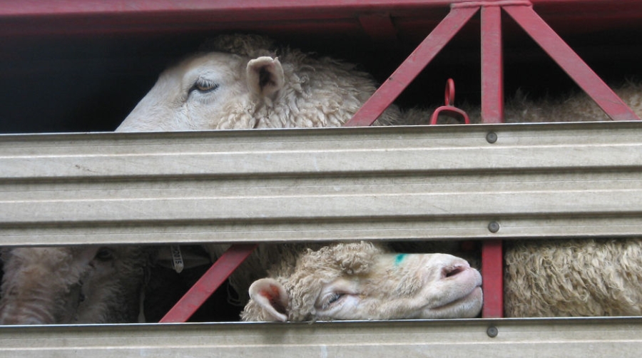 El CNTC se opone a la propuesta de regulaci&oacute;n del transporte de animales vivos