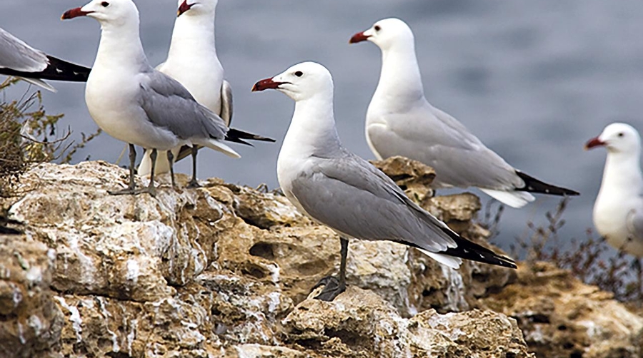 Port Tarragona detecta el aumento del 50% de nidos de la gaviota de Audouin