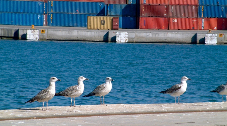 La Fundaci&oacute;n Valenciaport participa en un proyecto contra el cambio clim&aacute;tico
