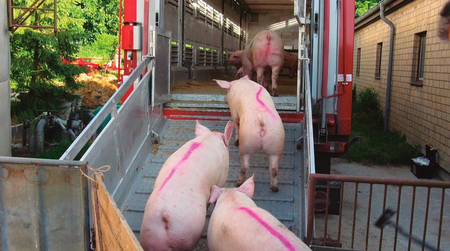 El transporte de animales vivos extrema la bioseguridad para contener la peste porcina