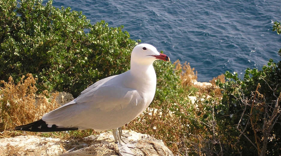 La gaviota de Audouin se recupera en el Puerto de Castell&oacute;n