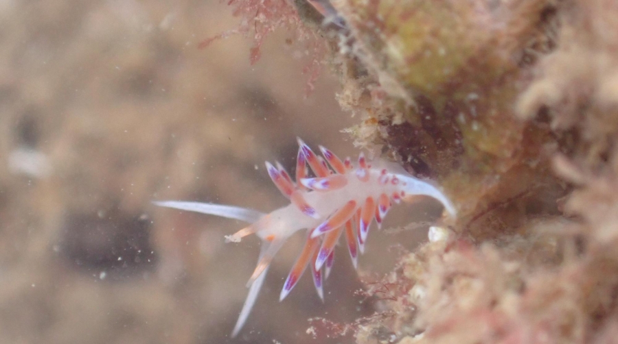 Éxito en los biotopos instalados en el Puerto de Tarragona