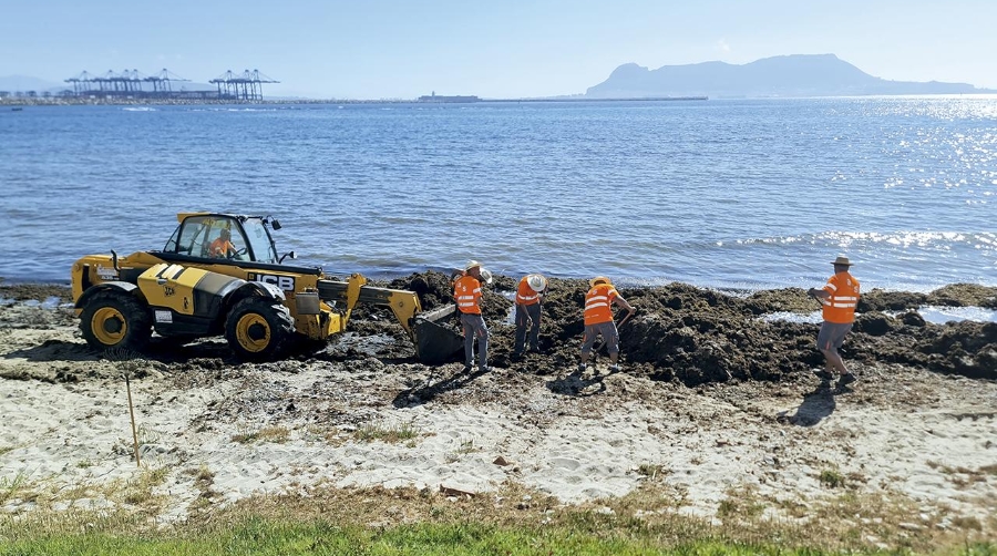 El Puerto de Algeciras inicia la retirada de alga invasora de El Chinarral y La Caleta